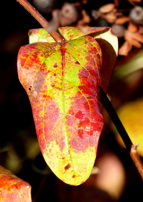 Les couleurs sont aussi au jardin 