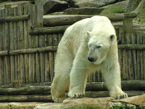 Balade au Zoo