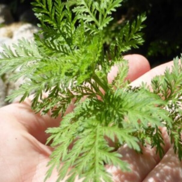 Artemisia annua : un traitement naturel contre le paludisme !