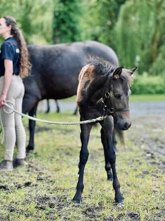 Laurène, Team LMs, équitation, blog, Jeunes Poneys, SHF, élevage des Réneries