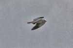 Oiseaux