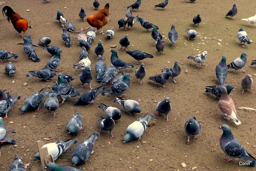 Un coq, une poule et des pigeons !
