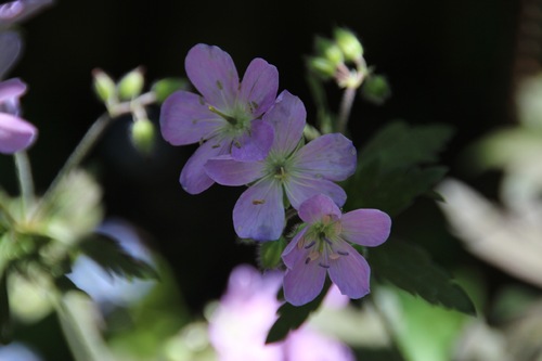 Geranium maculatum Espresso