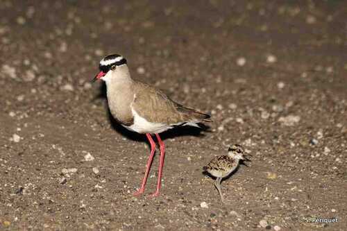 Crowned plover chick