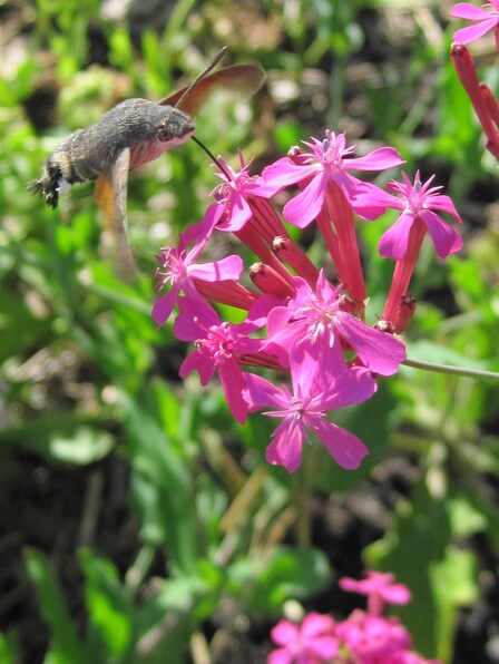 Papillon Moro-sphinx ou Macroglossum stellatarum