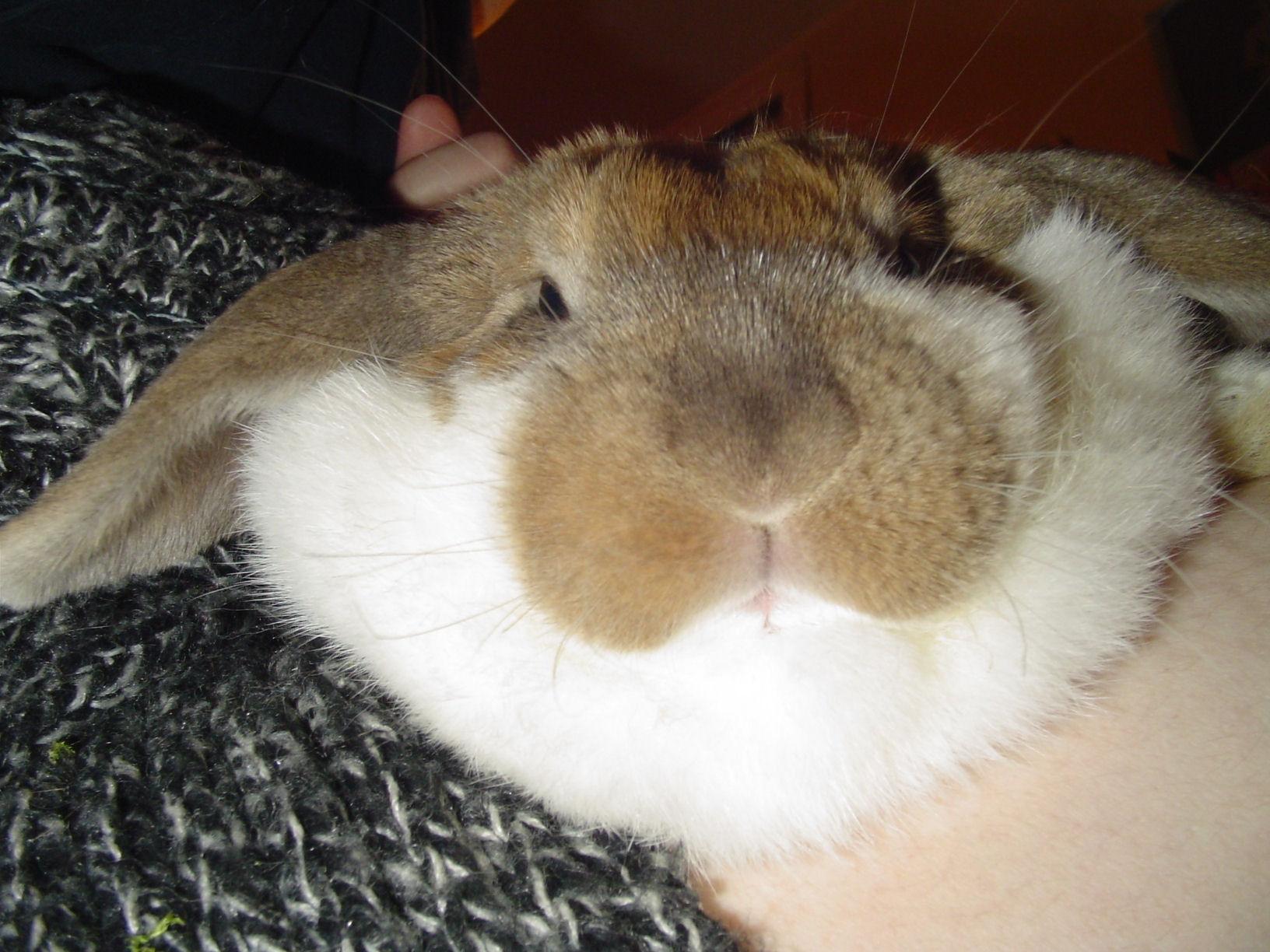 rencontre lapin belier