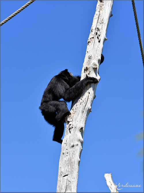 Photos de Siamang "funambules" - Zoo d'Arcachon