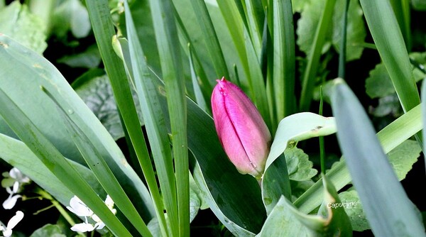 Jardin en folie