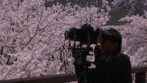 scenery cameraman filming cherry blossoms 