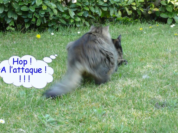 Bataille de chats pour rire parce qu'on s'aime !