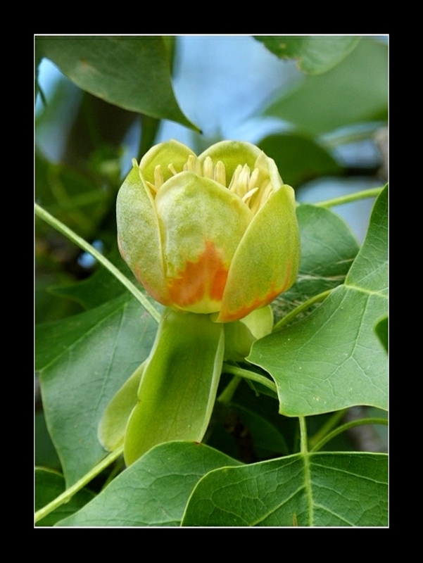 Fleur du liriodendron