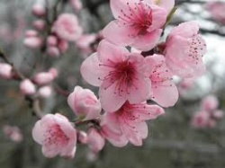 La gamme "Fleurs de cerisier" by L'occitane