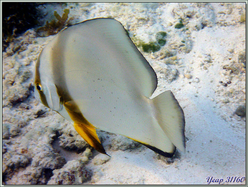 Platax à longues nageoires ou Poisson chauve-souris (Platax teira) - Praslin - Seychelles