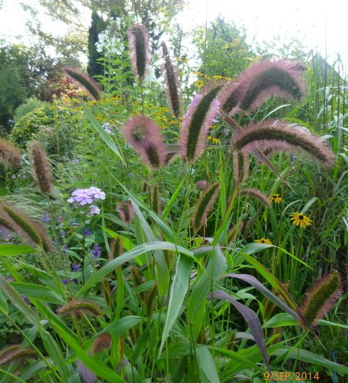 Petites graminées annuelles