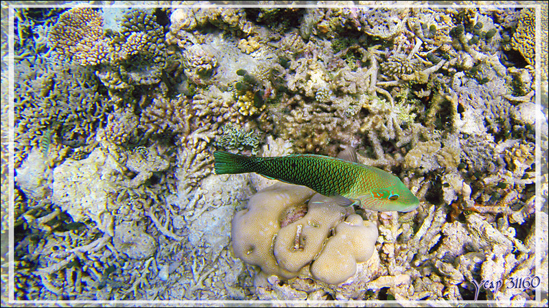 Tamarin vert ou Labre bicolore, Blackeye thicklip (Hemigymnus melapterus) - Snorkeling à Athuruga - Atoll d'Ari - Maldives