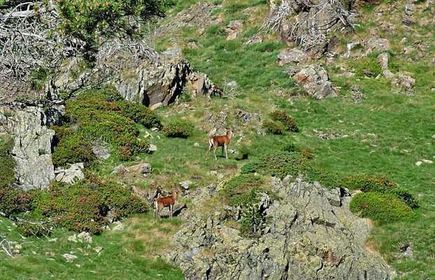 Peut être une image de cerf et nature