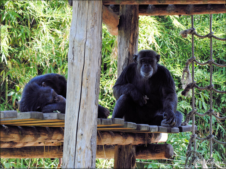 Les Chimpanzés du Zoo de la Flèche