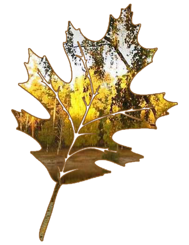 Feuilles d'automne 6