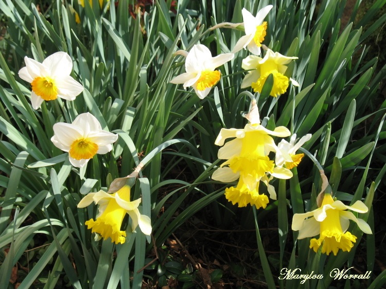 Le printemps dans ma rue