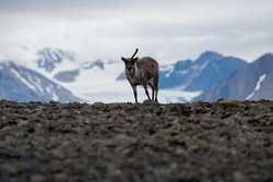 Saison 2023 : Tour du Svalbard au départ de la Bretagne