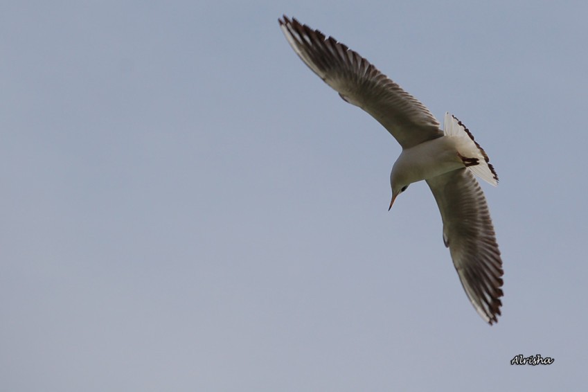 mouette