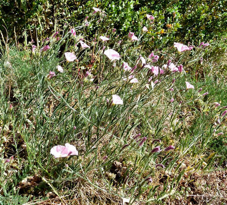 Convolvulus cantabrica - liseron cantabrique - liseron de Biscaye