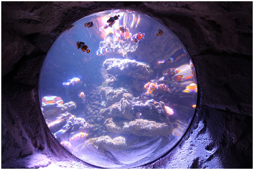 Aquarium de Biarritz-05