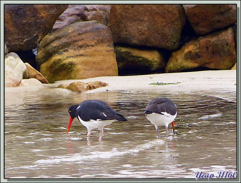 Huîtrier de Garnot (Haematopus leucopodus) - New Island - Falkland Islands, Iles Malouines, Islas Malvinas