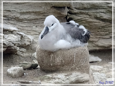 Gros poussins Albatros à sourcils noirs, Black-browed Albatross (Thalassarche melanophris) - Coffin's Harbour - New Island - Falkland (Malvinas, Malouines) - Grande-Bretagne