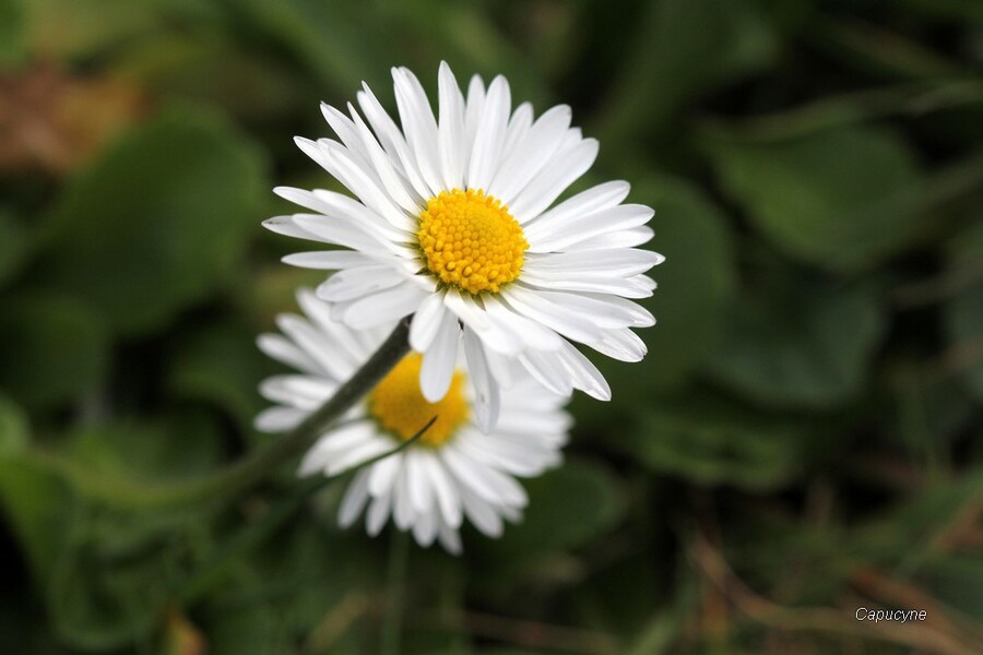 Le printemps au jardin, c'est parti ! 