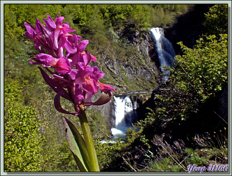 Orchidée Orchis sureau - Varrados - Val d'Aran - Catalogne - Espagne  (Flore)