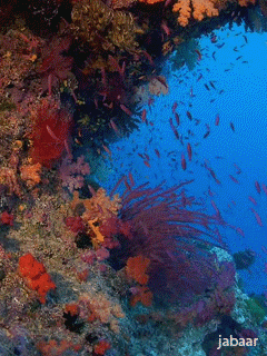 * Beautiful underwater life 