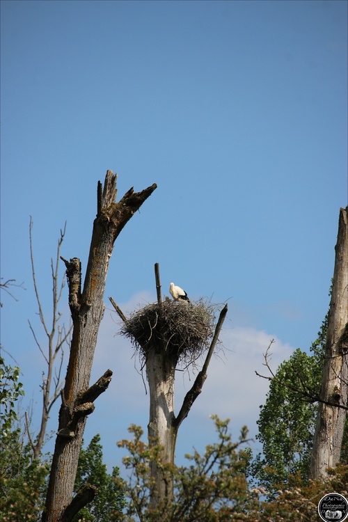 Cigogne à Voncq