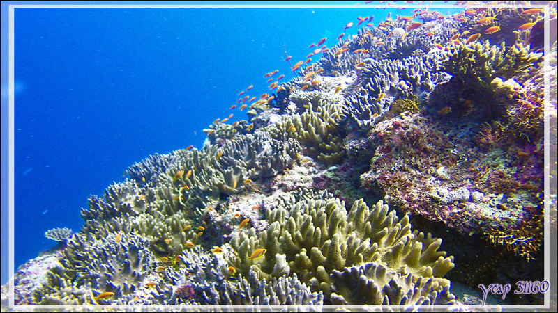 Corail mou digité ou Sinulaire ou Alcyonaire digité, finger-alcyonarian (Sinularia spp.) - Moofushi Kandu - Atoll d'Ari - Maldives