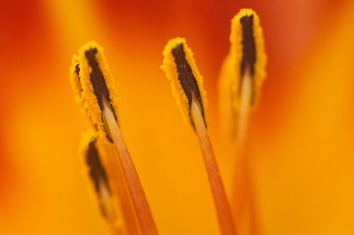 fleurs du jardin (suite)