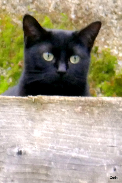 Le chat noir du voisin !