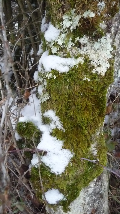 Blog de turlututu : mimipalitaf et ses photos, nature en hiver,