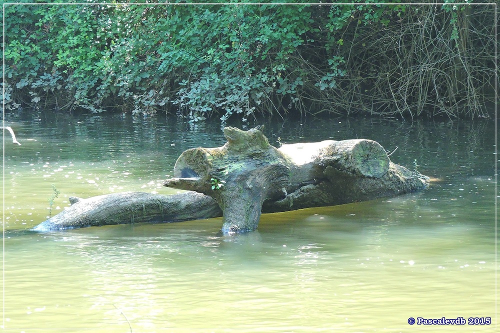 Du pont de l'Eyga aux rives de la Leyre - Août 2015 - 4/6