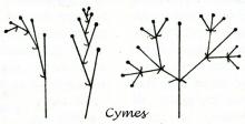 Inflorescences