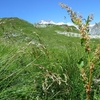 Rhubarbe des moines (Rumex alpinus)