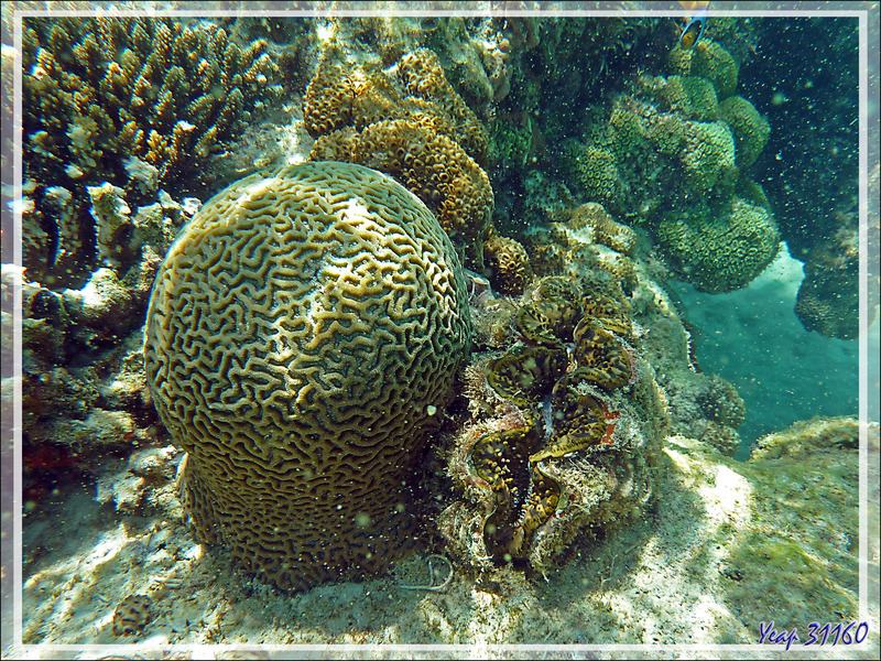 Snorkeling à Nosy Tsarabanjina : Boule de Corail cerveau et bénitier - Archipel Mitsio - Madagascar