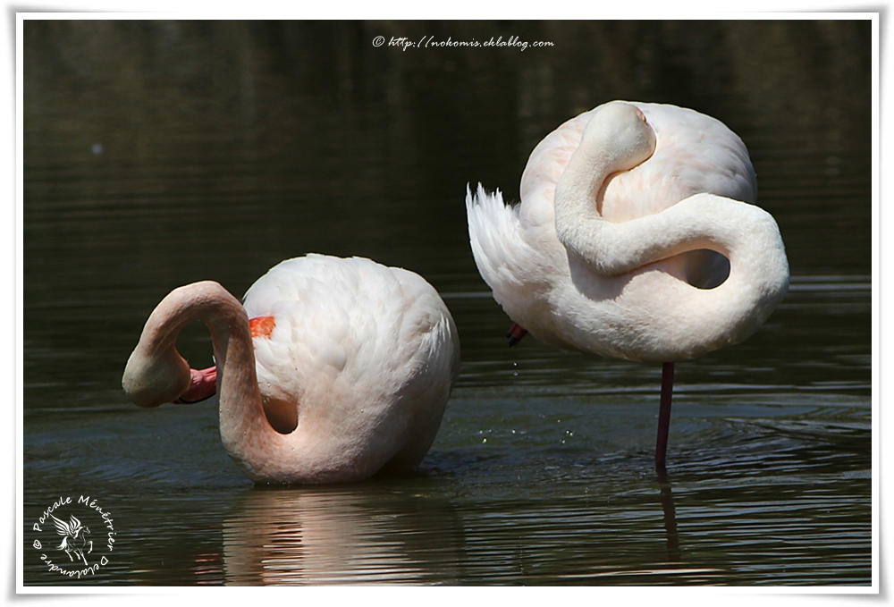 Flamant rose - Phoenicopterus roseus - Greater Flamingo