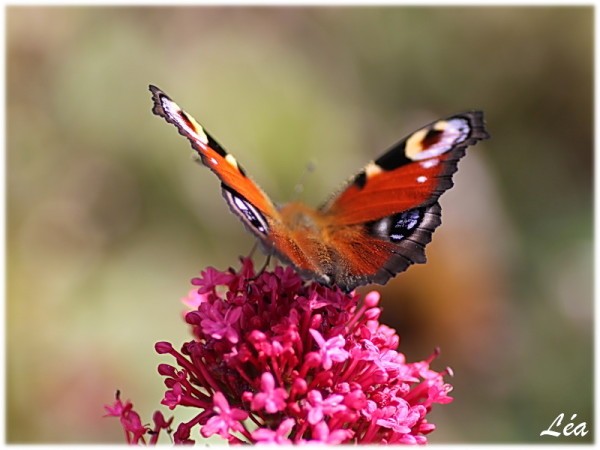 Papillons-4437-paon-du-jour.jpg