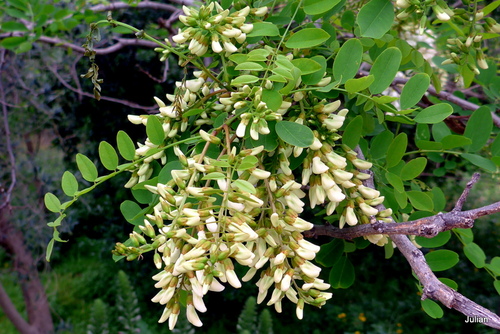 Les fleurs du robinier acacia