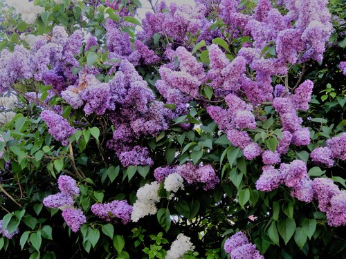 BON VENDREDI - le lilas