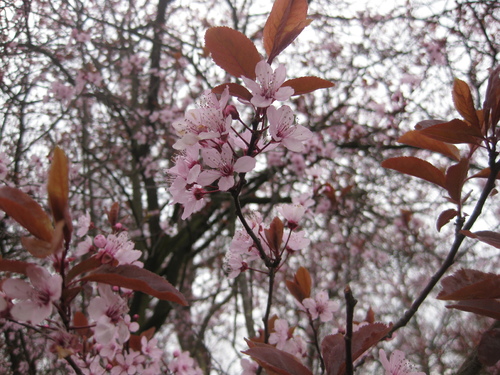 Les fleurs demandées par Jean Pierre