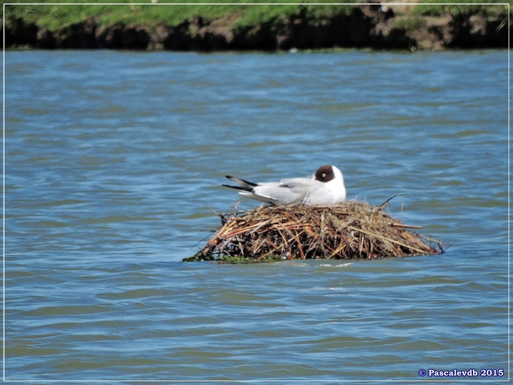 Printemps 2015 à la réserve ornitho du Teich - 4/13