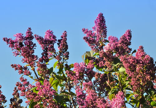 premières fleurs du lilas