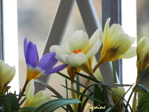 PROMENADE AU MILIEU DES CROCUS DE MON BALCON