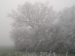 Arbres givrés